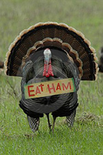 [turkey_eat_ham.jpg]