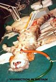 La defensa de la Brutalidad Brutal+viviseccion