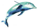 [Dolphin-1b.jpg]