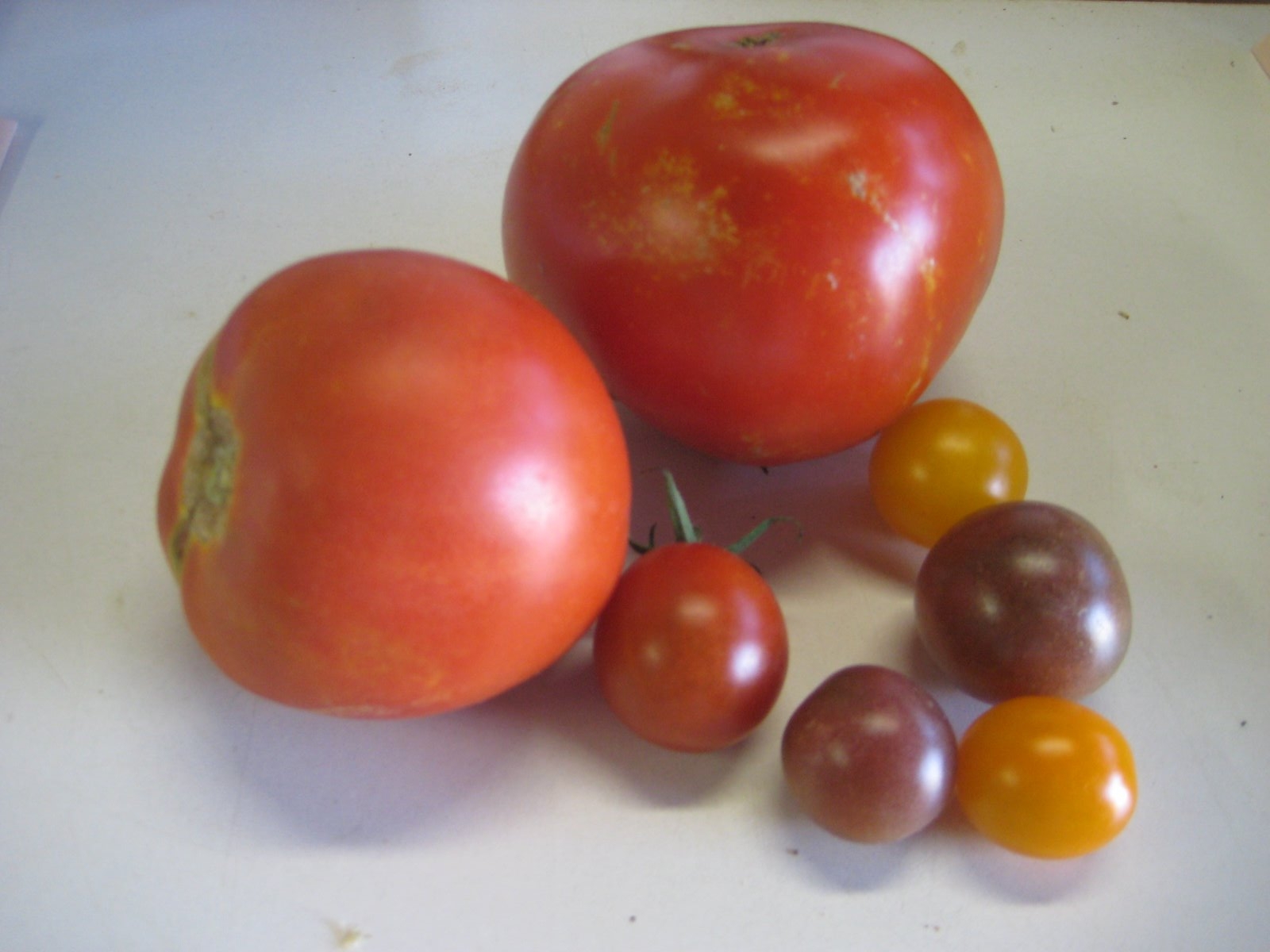 [tomatos.JPG]