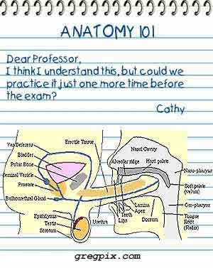 [anatomia.jpg]