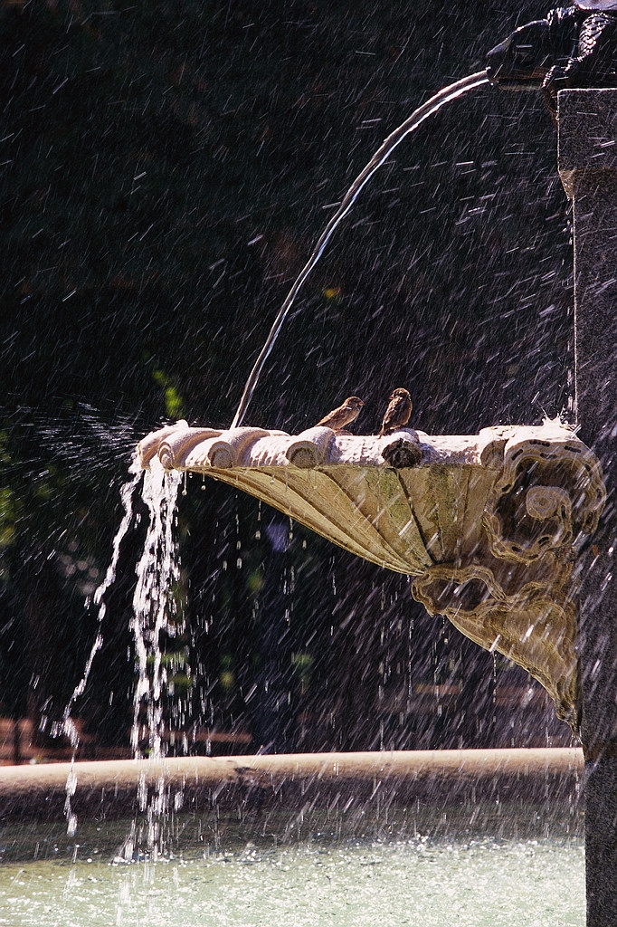 [sparrows+in+fountain.JPG]