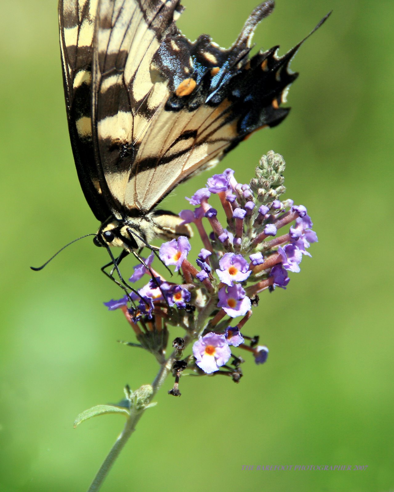 [Tigerswallowtail-725200.jpg]