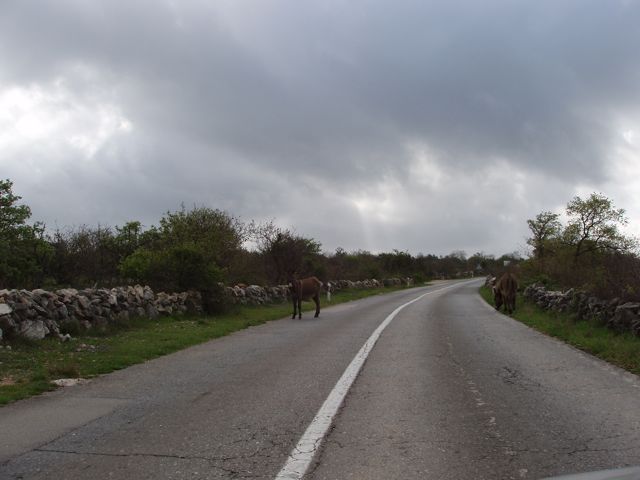 [Donkeys+on+the+road+in+Krk,+Croatia.jpg]