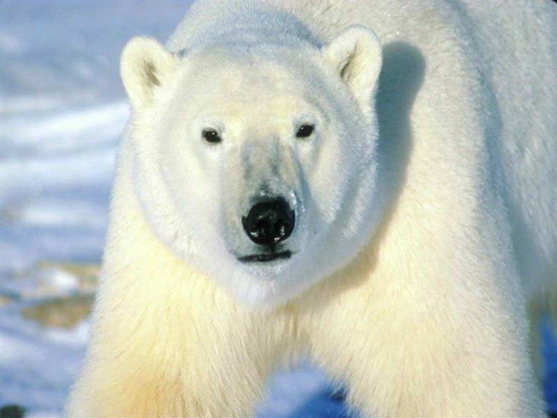 [polar-bear-big.jpg]