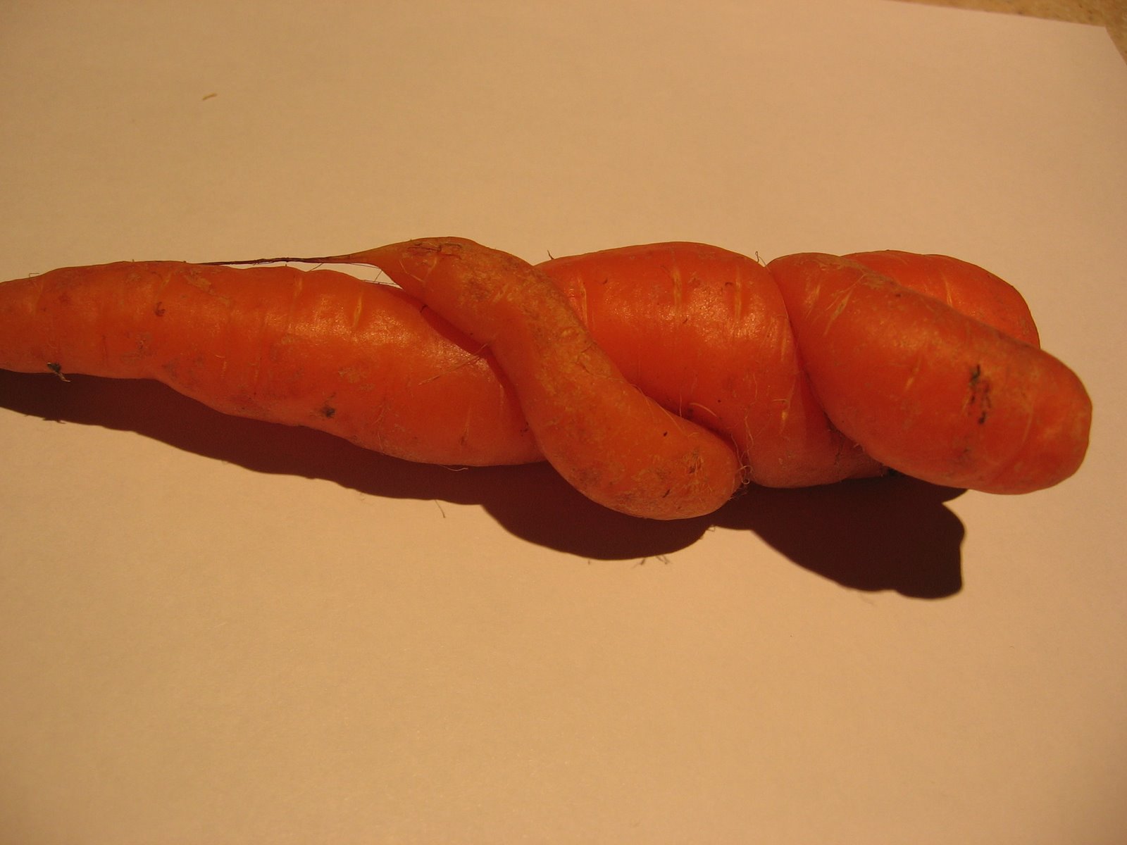 [carrots+in+love.JPG]