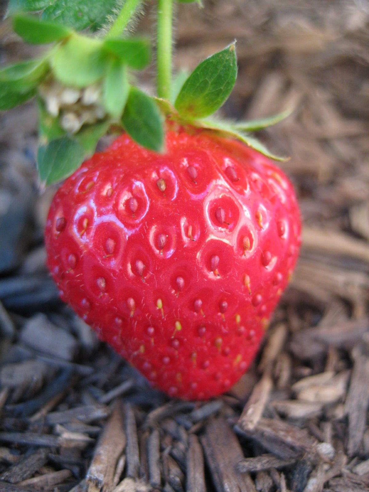 [good+strawberry.JPG]