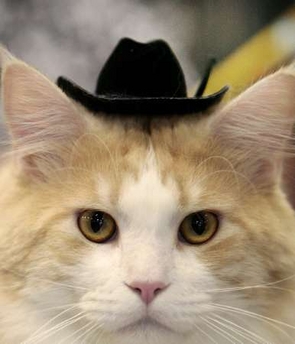 [2007-08-20+cowboy+cat.jpg]