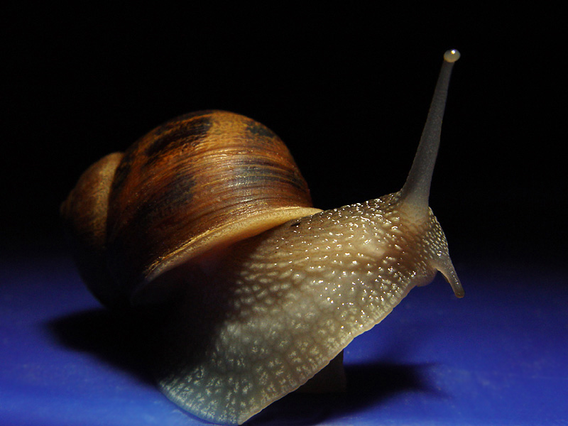 [kaktex.snails0703.jpg]
