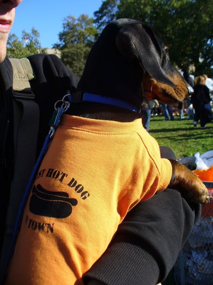 [dachshund+in+hot+dog+tshirt.jpg]