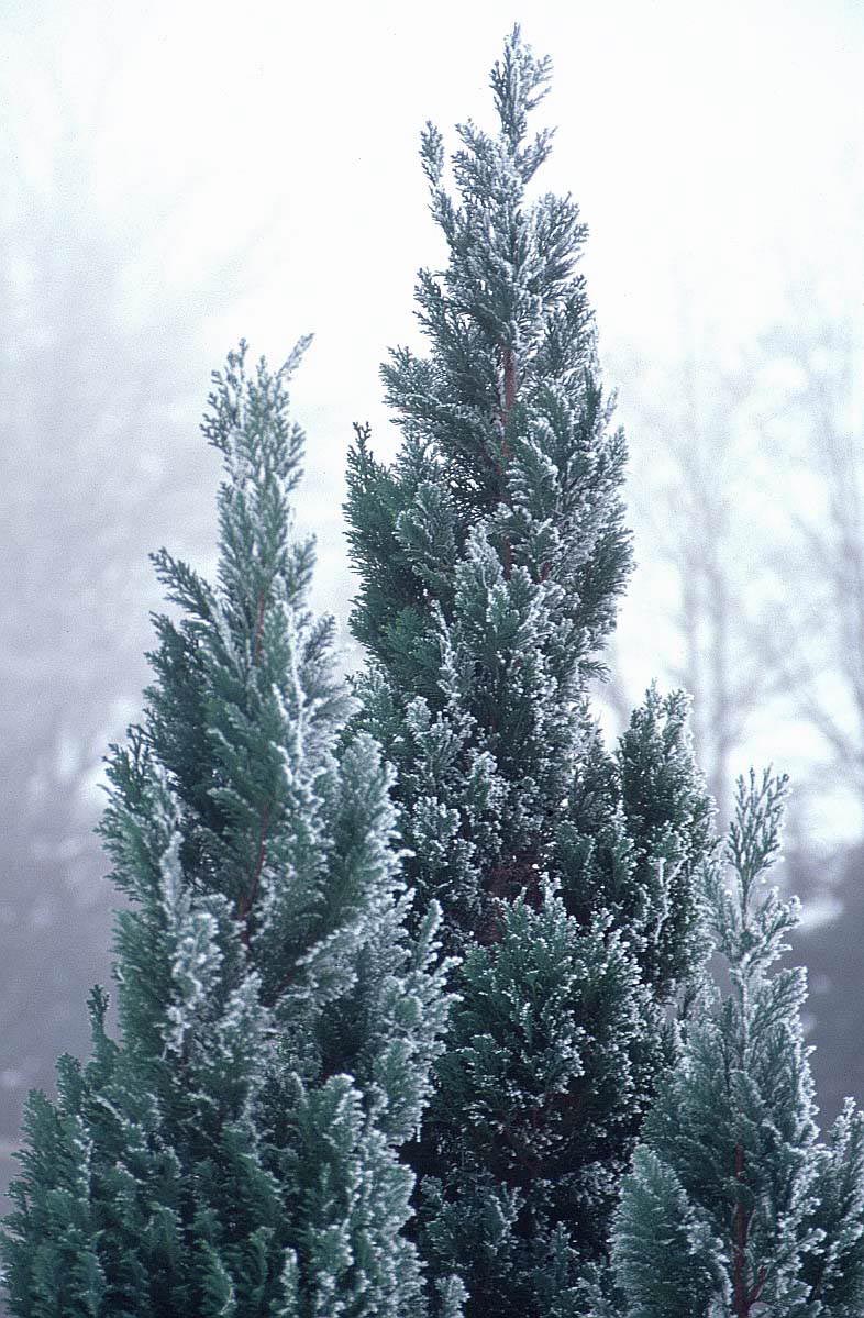 [tree-winter.jpg]