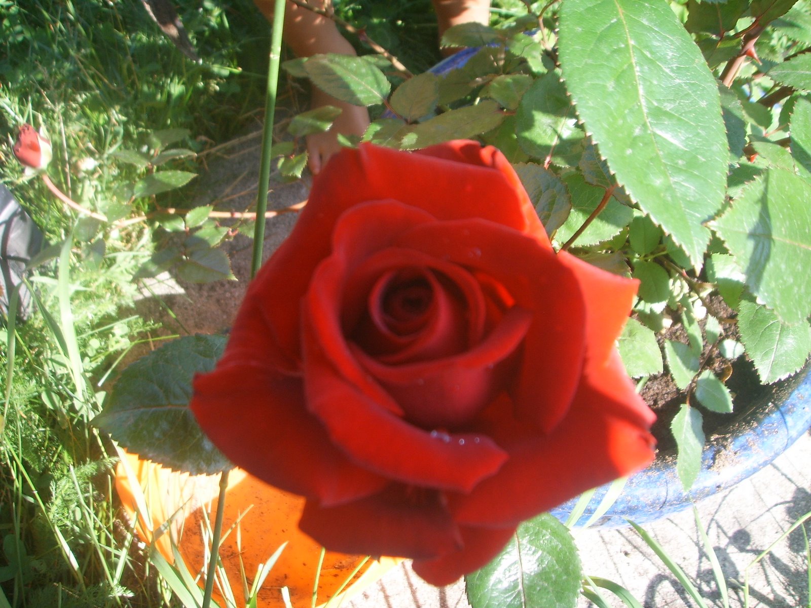 [Vakker+rose.JPG]