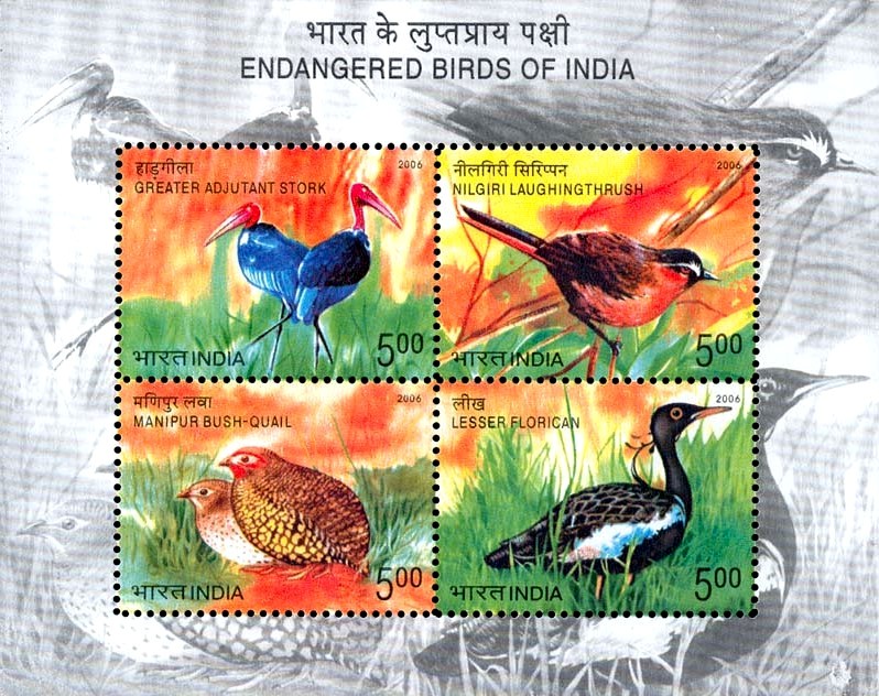 [india_birds1.jpg]