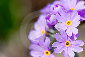 [blossom-lilac-flowers-thumb5251022.jpg]
