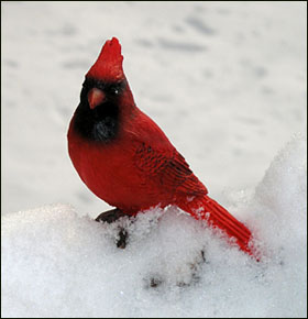 [The+Cardinal.jpg]