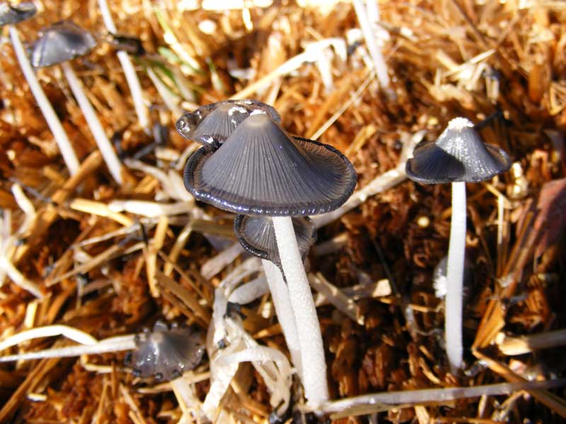 [mushrooms1.jpg]