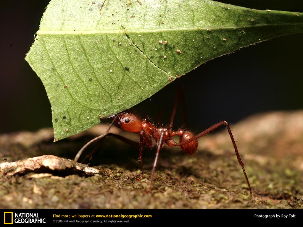 [3+leaf-cutter-ant+national+Geographic.jpg]