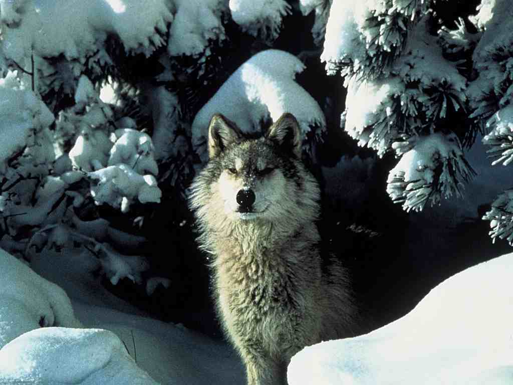 [wolf-winter.jpg]