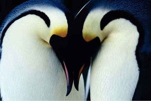 [penguin+love.jpg]
