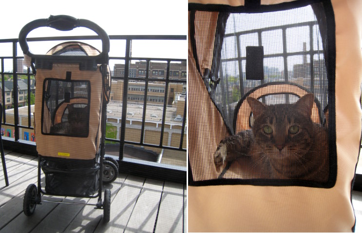 [cat-in-pet-stroller-on-balcony.JPG]