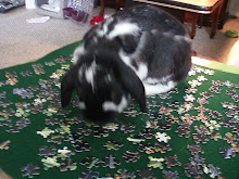 Benji helping with puzzle
