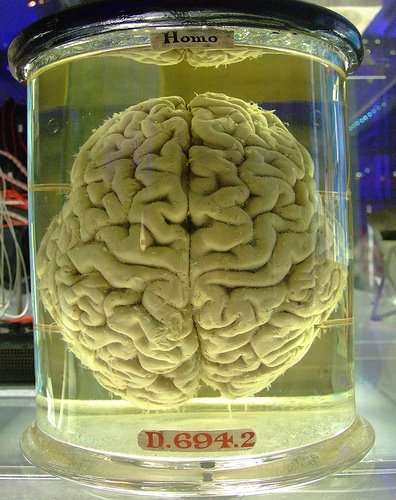 Human brain. by Gaetan Lee 