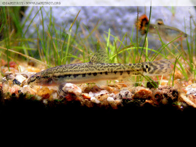 Indian Spiny Loach of Samit Roy
