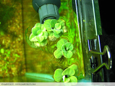 Pistia or Water Lettuce in Samit's Tank