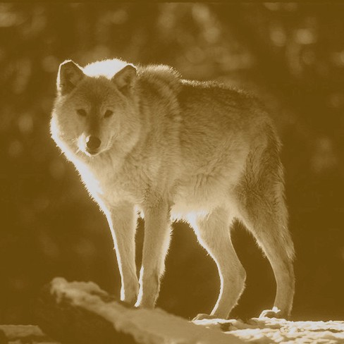[Timber+Wolf.jpg]