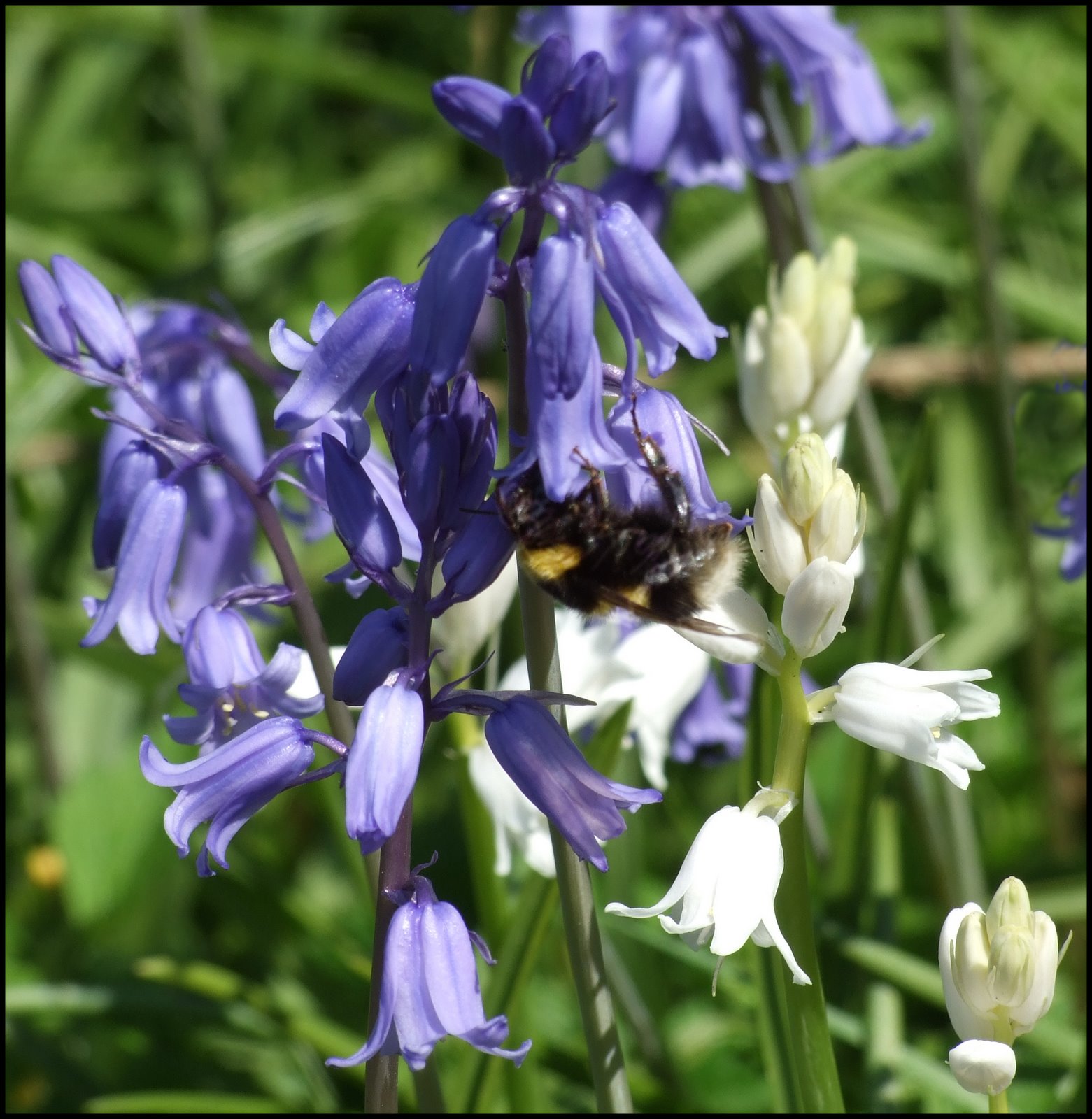 [Bee+and+bluebell.jpg]