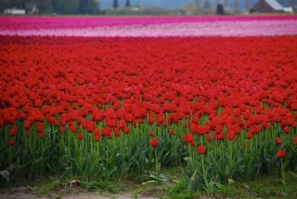 [red+&+pink+tulips.jpg]