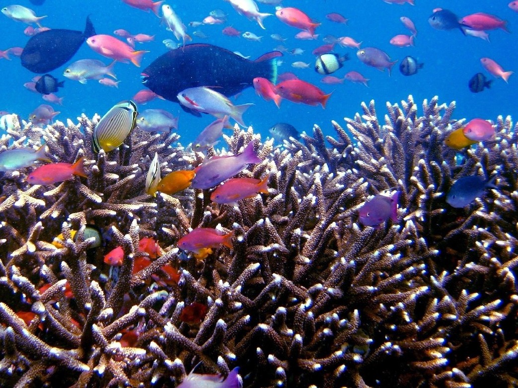 Coral Reef Indonesia