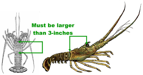 [Lobster_Measurements.jpg]