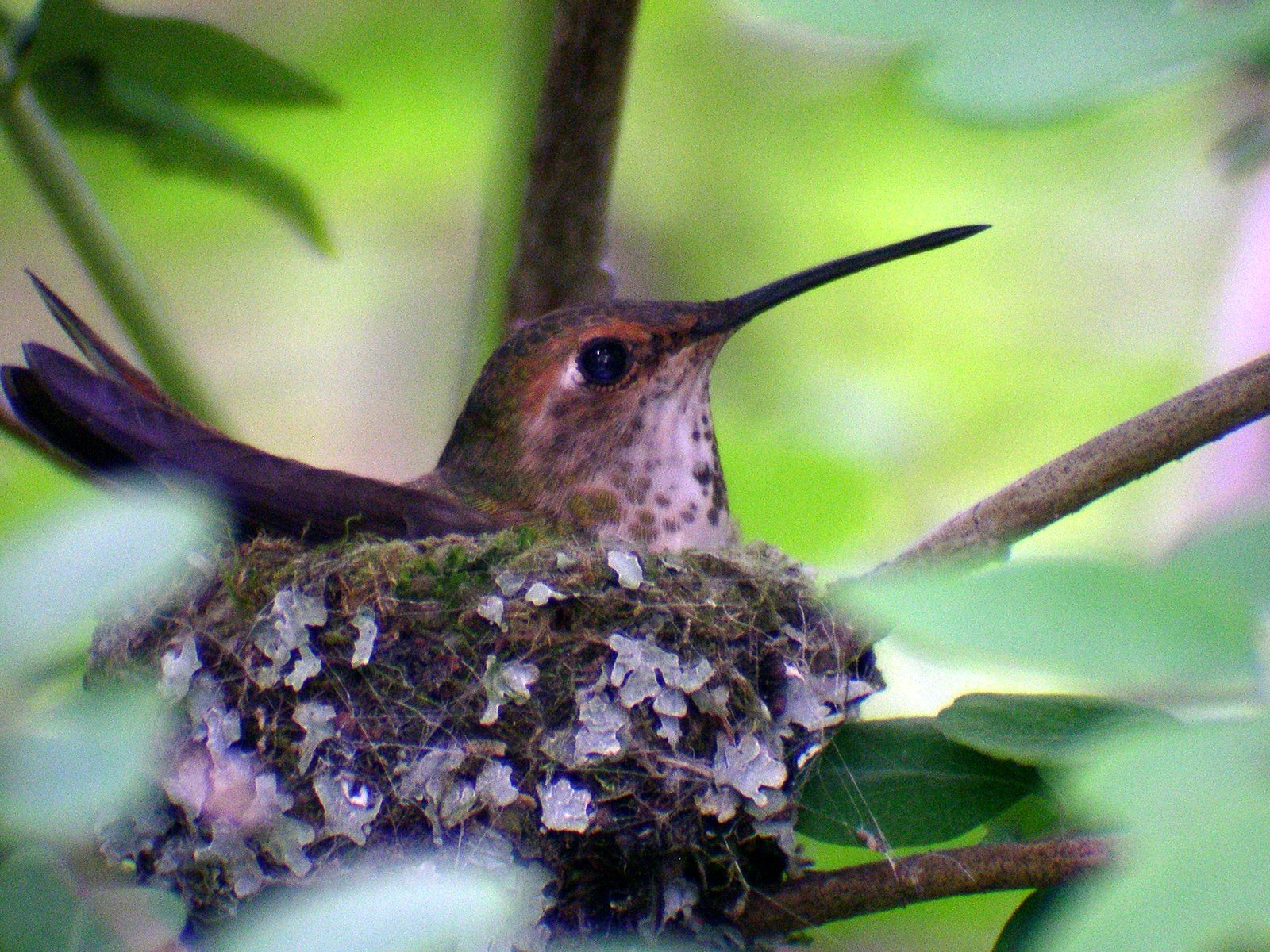 [Rufus+Hummingbird+nest+042708+(1).jpg]