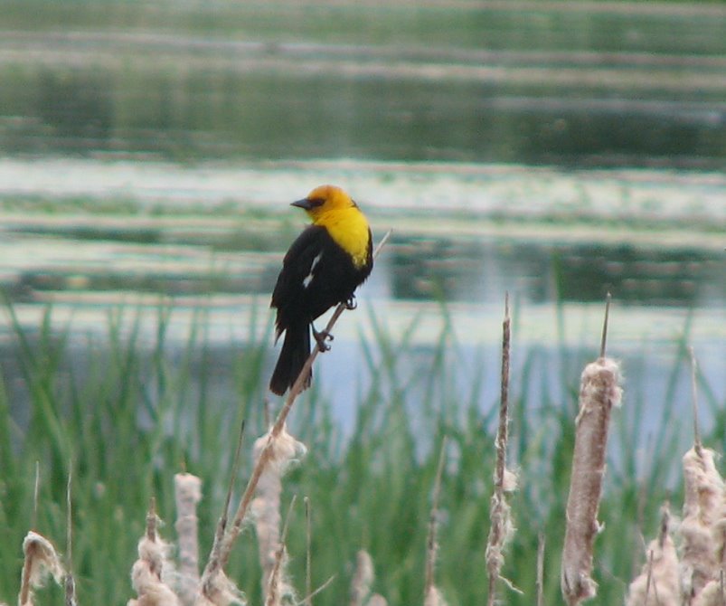 [Yellow-headed+Blackbird+060708+(2).jpg]