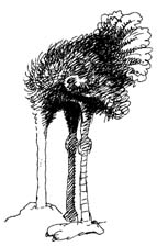 [Ostrich.jpg]