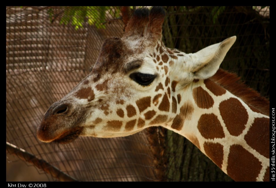 [giraffe+up+close+edited+b.jpg]