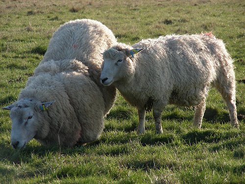 [Ireland+sheep4.jpg]