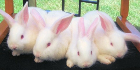 [bunnies_3.jpg]