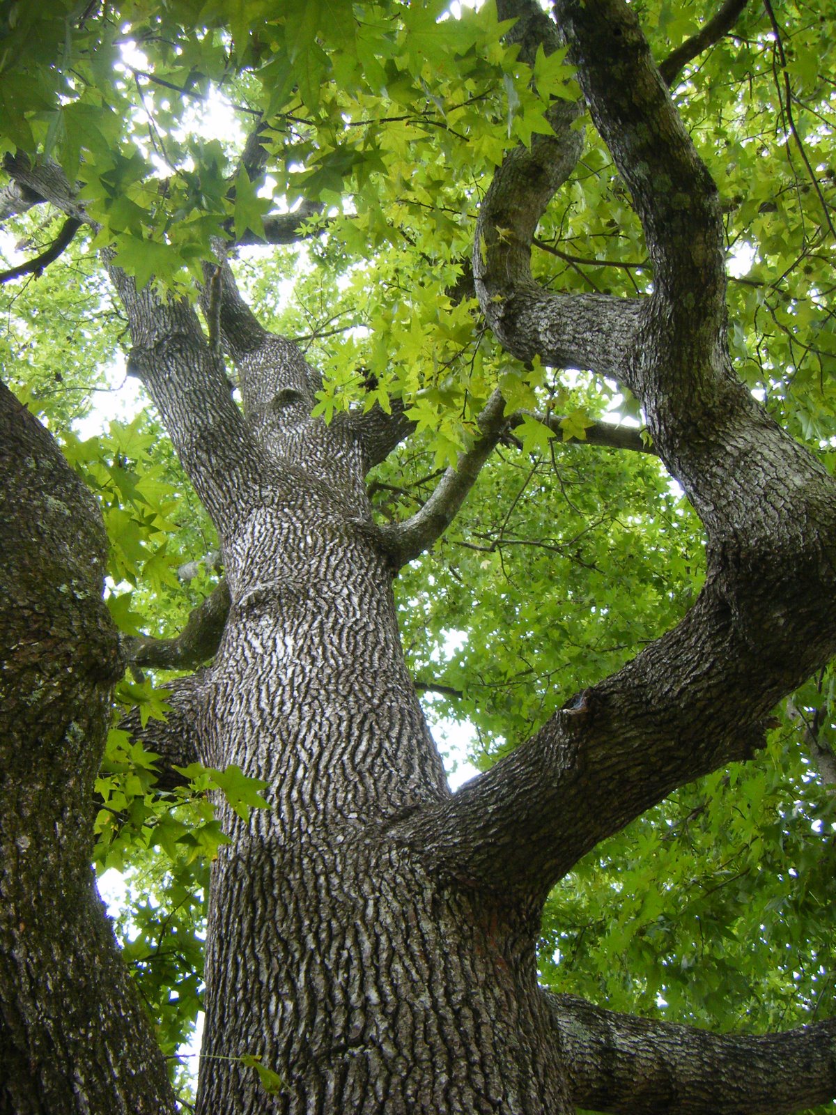 [2008-7-31+TREE+009.JPG]