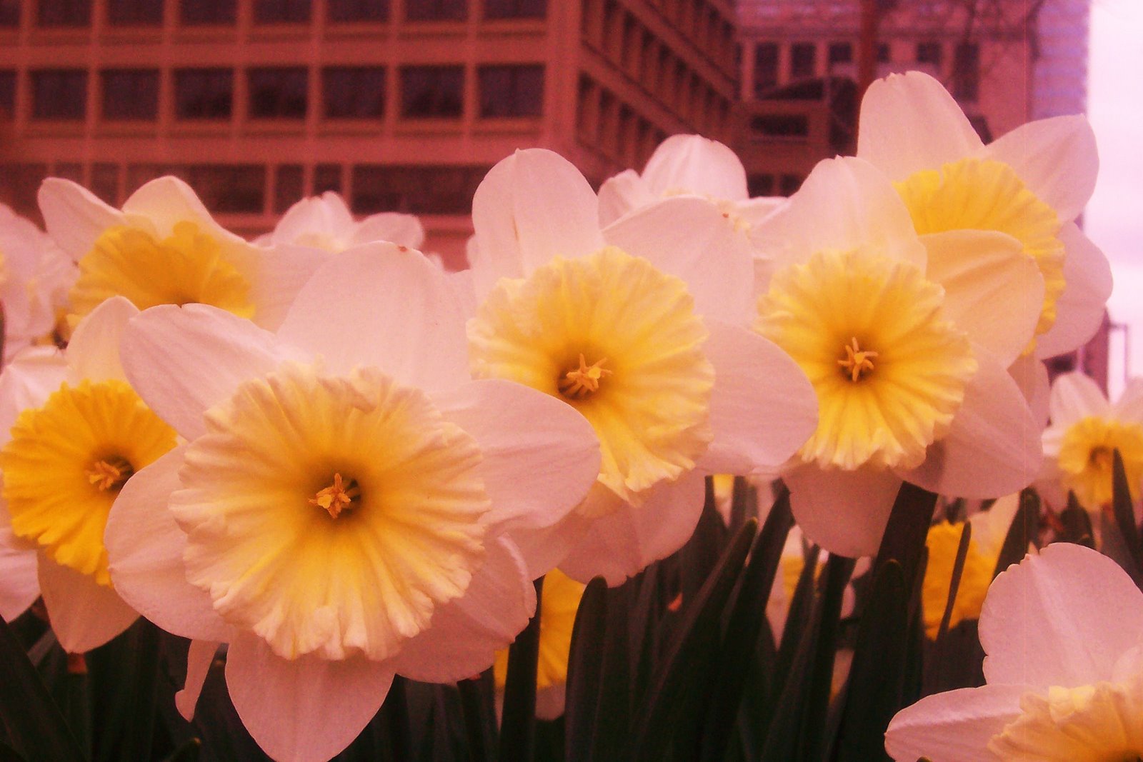 [Baltimore+Daffodils+003+-+Copy.JPG]