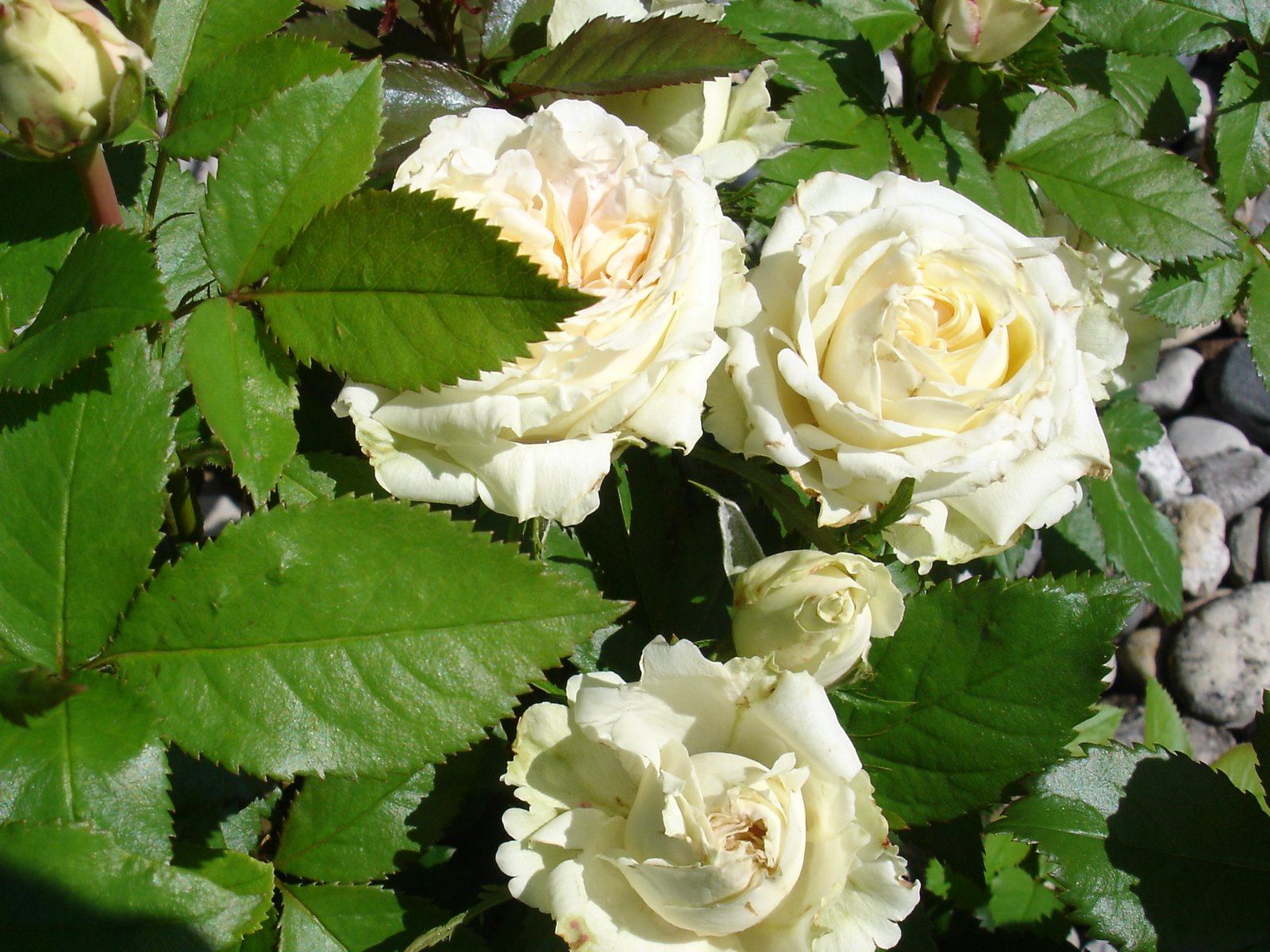 [white+roses+compressed.JPG]