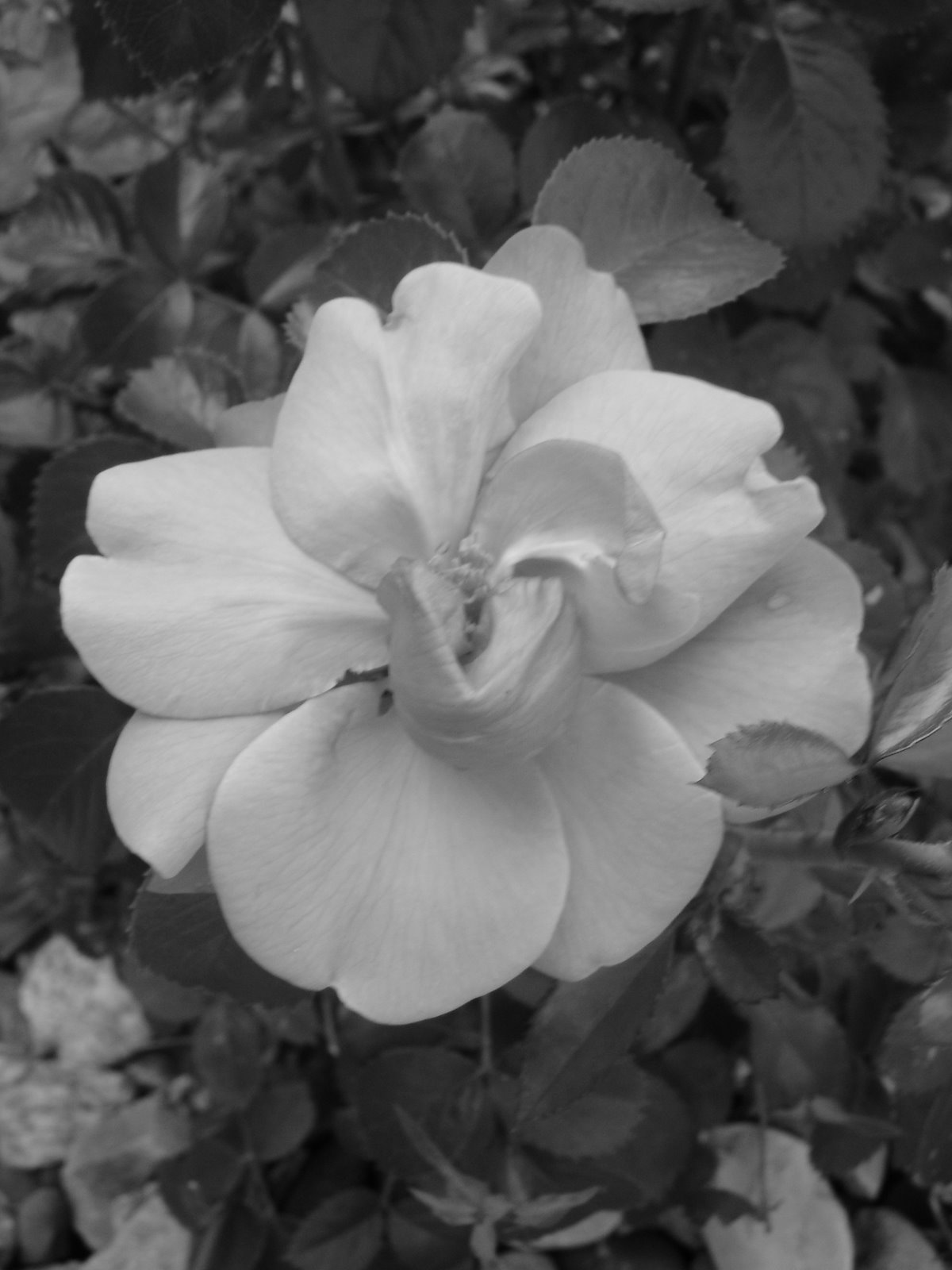 [July+floral+black+white+014.JPG]