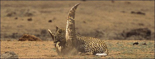 [Leopard_Croc_Fight_09.jpg]