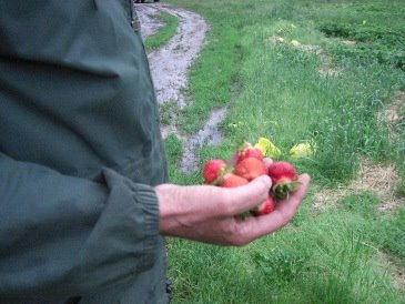 [Handful+of+Strawberries+on+a+Rainy+Day+6+9+08.jpg]
