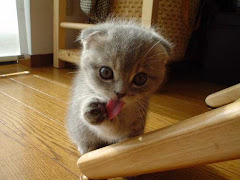 Cutest Little Kitten