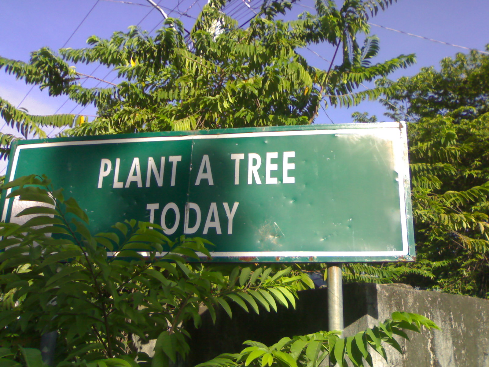 [plant+a+tree.jpg]