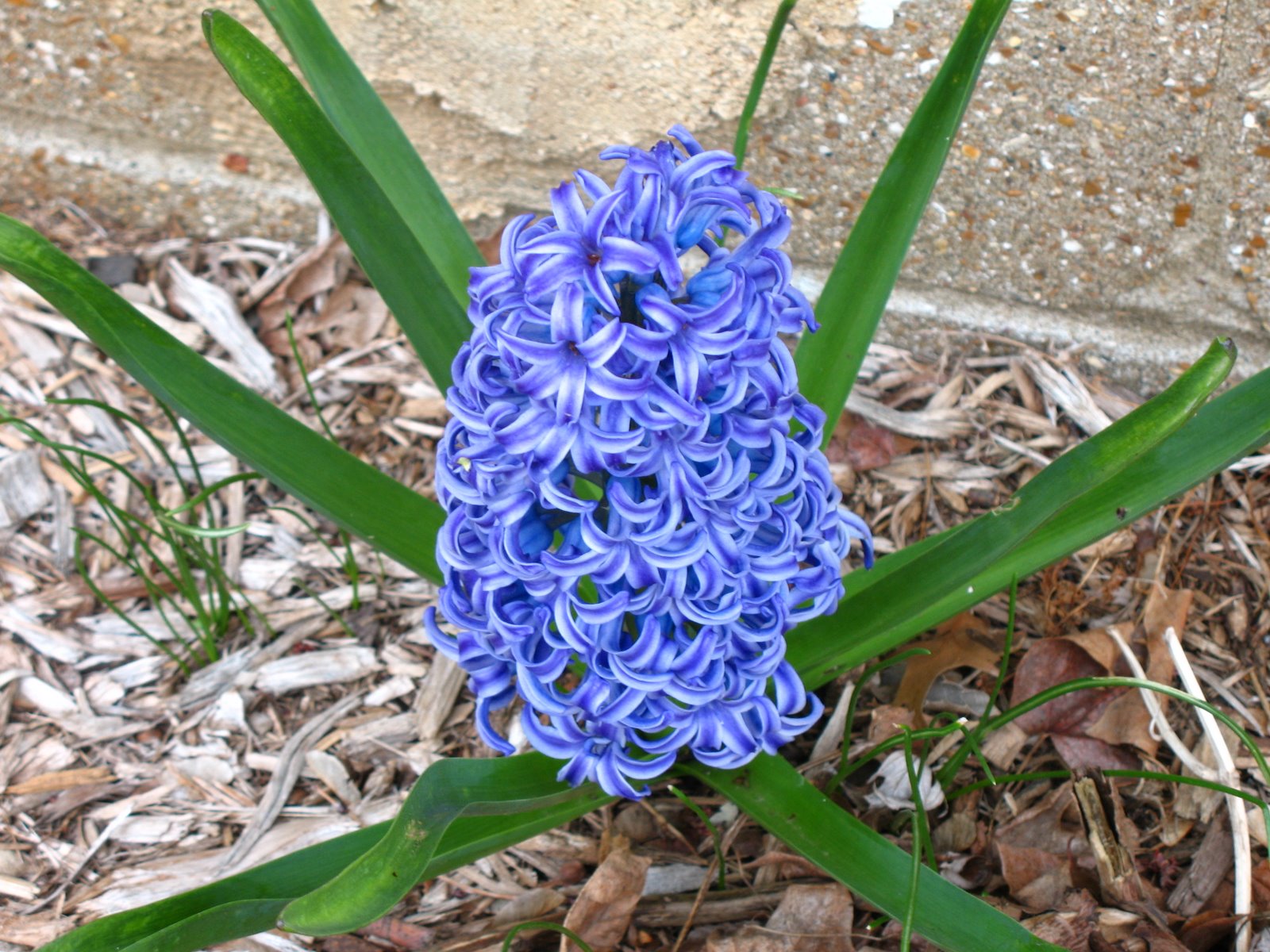 [Hyacinth+by+drive.jpg]