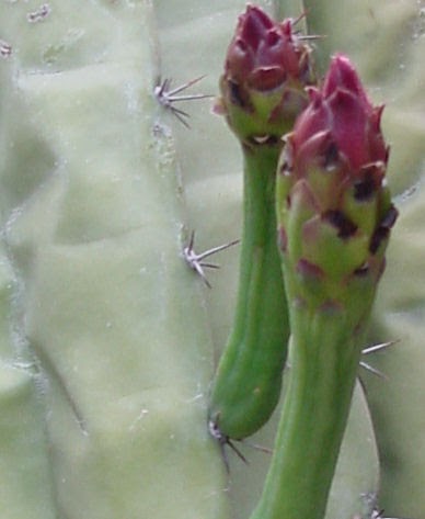 [cactusbuds.jpg]