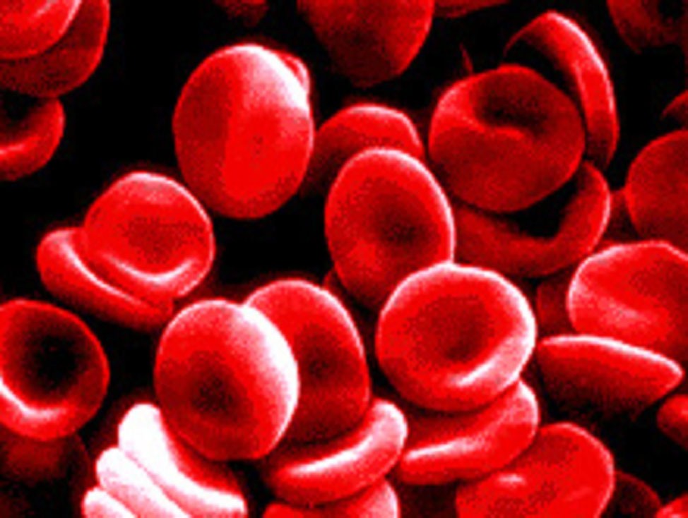 [blood_cells.jpg]